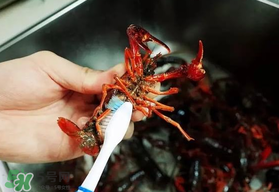 野生小龍蝦什么時(shí)候有？野生小龍蝦幾月份有？