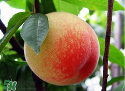 桃子一天可以吃幾個(gè)？桃子一天最多吃幾個(gè)？