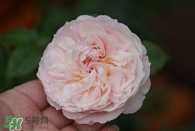 五月份可以種月季嗎？月季五月怎么養(yǎng)？