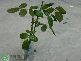 月季5月能插活嗎？月季花五月能插活嗎？