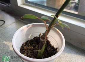 月季5月能插活嗎？月季花五月能插活嗎？