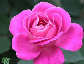 月季花5月扦插當年會開花嗎？月季花的花期