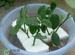 月季花什么時(shí)候插最好活？月季花怎么扦插成活率高？