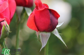 月季從有花苞到開花需要多久？月季花苞到開花要多久？