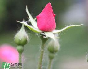 月季從有花苞到開花需要多久？月季花苞到開花要多久？