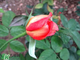 月季從有花苞到開花需要多久？月季花苞到開花要多久？