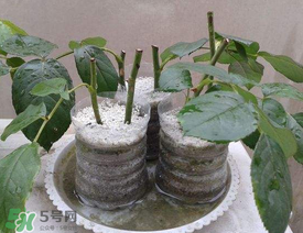 扦插的月季多久會(huì)開(kāi)花？扦插月季多久可開(kāi)花？