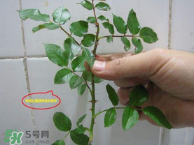 扦插的月季多久會(huì)開(kāi)花？扦插月季多久可開(kāi)花？
