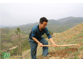 五月份能種樹嗎？五月份種樹能活嗎？
