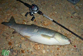 五月份能釣草魚(yú)嗎？五月份釣草魚(yú)用什么餌料？