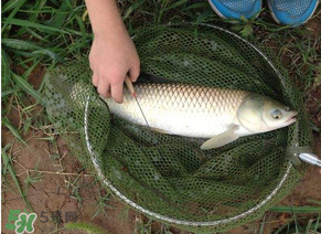 五月份能釣草魚(yú)嗎？五月份釣草魚(yú)用什么餌料？