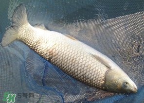 5月份怎么釣草魚？五月份怎么釣草魚？