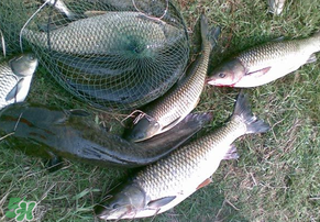 5月份怎么釣草魚？五月份怎么釣草魚？