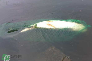 5月份怎么釣草魚？五月份怎么釣草魚？