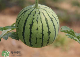 五月份可以種西瓜嗎？五月份怎么種西瓜？