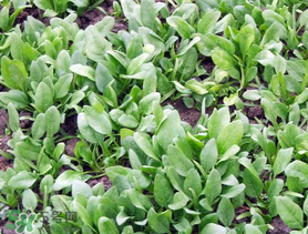 ?五月份能種菠菜嗎？5月份可以種菠菜嗎？