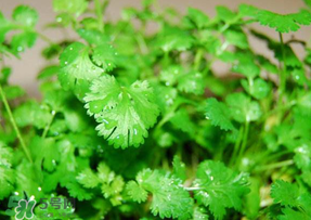5月份能種香菜嗎？五月份能種香菜嗎？