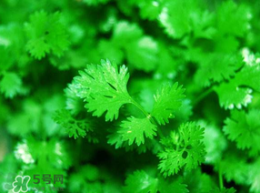 5月份能種香菜嗎？五月份能種香菜嗎？