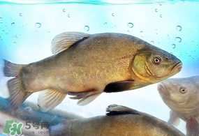 ?五月份吃什么魚？5月份吃什么魚？