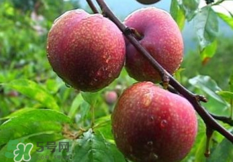 三華李種植幾年可掛果？三華李什么時(shí)候種植