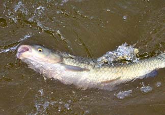 5月份怎么釣草魚(yú)？五月份怎么釣草魚(yú)？