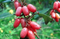 羊奶子有什么藥用價(jià)值？羊奶子有什么功效