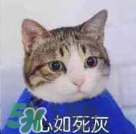 紀(jì)梵希黑色頰彩霜怎么樣？紀(jì)梵希黑色腮紅多少錢？