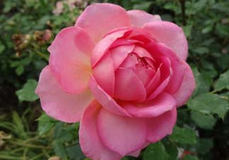 月季花5月扦插當年會開花嗎？月季花的花期
