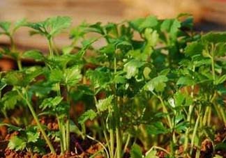 5月份能種香菜嗎？五月份能種香菜嗎？