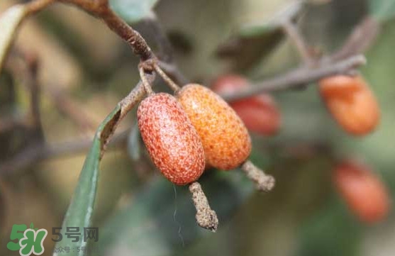 羊奶果怎么吃？羊奶果怎么種