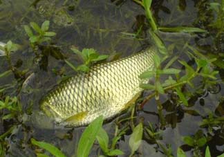 五月份能釣草魚嗎？五月份釣草魚用什么餌料？