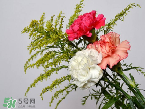 母親節(jié)送什么顏色的康乃馨？2017年母親節(jié)康乃馨推薦