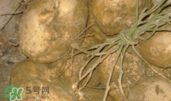 孕婦可以吃土瓜嗎？孕婦能吃土瓜嗎？