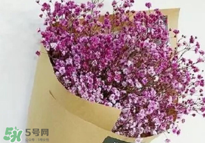 滿天星多少錢一束2017？滿天星多少錢一支2017？