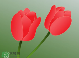 母親節(jié)可以送郁金香嗎？為什么母親節(jié)送郁金香？