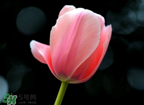 母親節(jié)可以送郁金香嗎？為什么母親節(jié)送郁金香？
