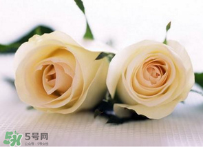 母親節(jié)可以送白玫瑰嗎？白玫瑰適合送什么人？