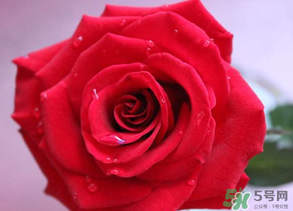 母親節(jié)送什么顏色的玫瑰花？母親節(jié)送幾朵玫瑰花？