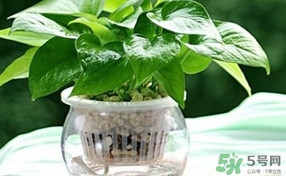 綠蘿葉子發(fā)黃怎么辦？綠籮多久澆一次水？