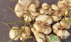 生吃土瓜有什么好處？土瓜生吃的功效與作用