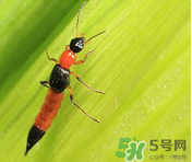 隱翅蟲和蚊蟲的區(qū)別？隱翅蟲和蚊蟲有什么不一樣？