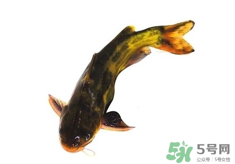 黃顙魚有毒嗎？黃顙魚的營養(yǎng)價值