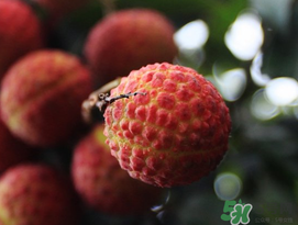 五月份有荔枝嗎？5月份有荔枝嗎？