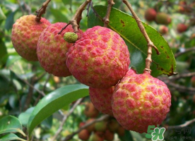 五月份有荔枝嗎？5月份有荔枝嗎？