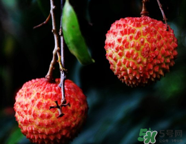 五月份有荔枝嗎？5月份有荔枝嗎？
