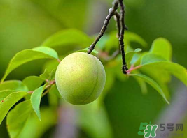 梅子什么時(shí)候成熟？梅子幾月份成熟？