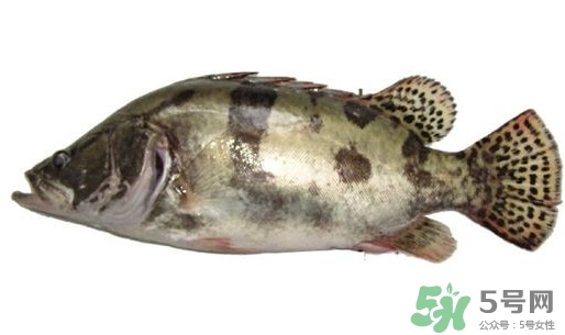 鱖魚怎么讀？鱖魚是什么魚