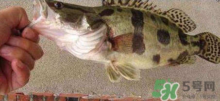 鱖魚(yú)是海魚(yú)嗎？鱖魚(yú)是淡水魚(yú)還是海魚(yú)
