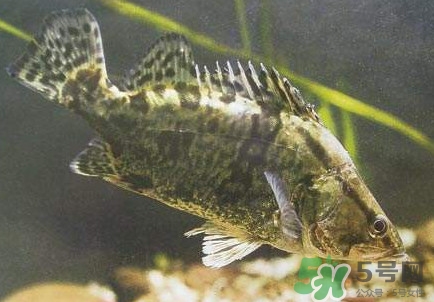 鱖魚怎么養(yǎng)？鱖魚養(yǎng)殖技術(shù)