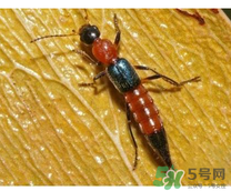 隱翅蟲和蚊蟲的區(qū)別？隱翅蟲和蚊蟲有什么不一樣？